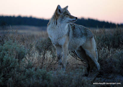 Coyote hustle