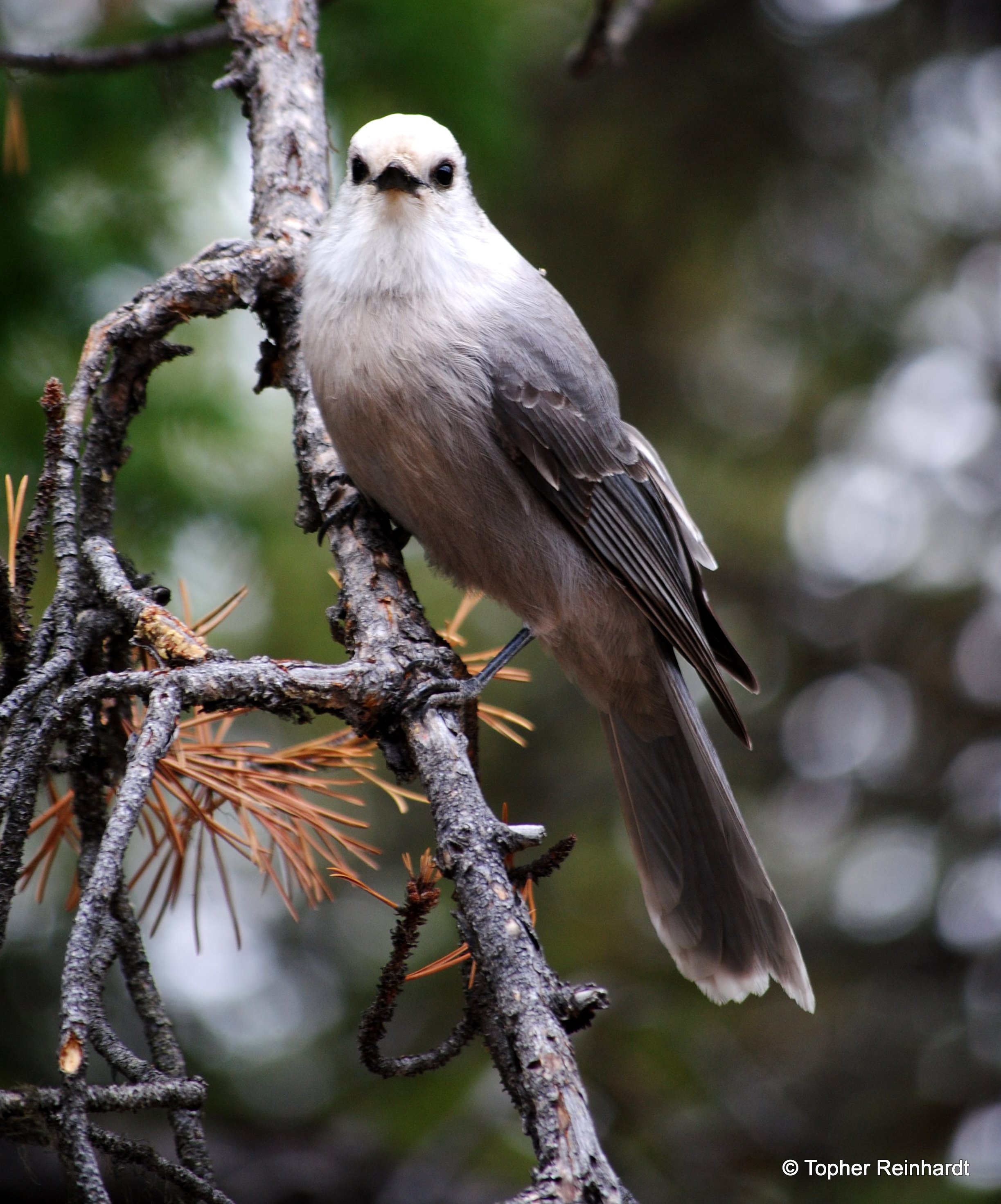 Bird on limb