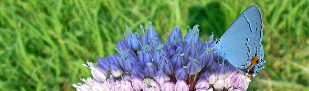 Garlic and butterfly