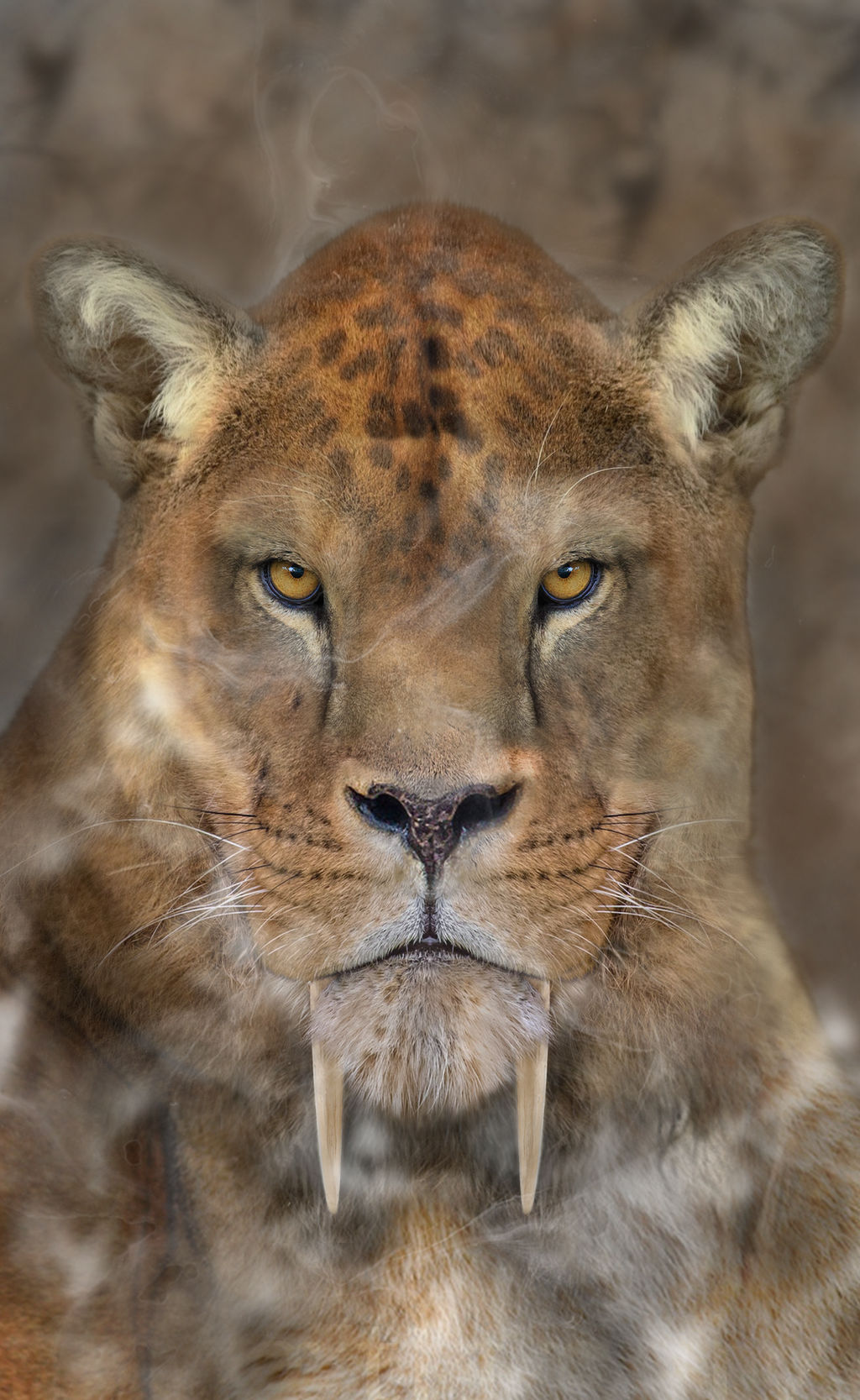 Calico Sabertooth SABERTOOTH by LEVIATAN-666 on DeviantArt