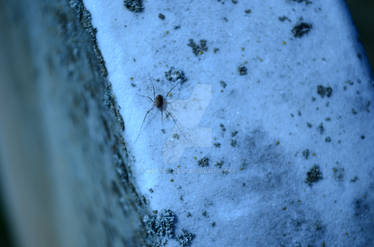 spider on a grave