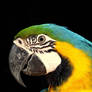 Macaw 