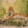 Tiger in recline