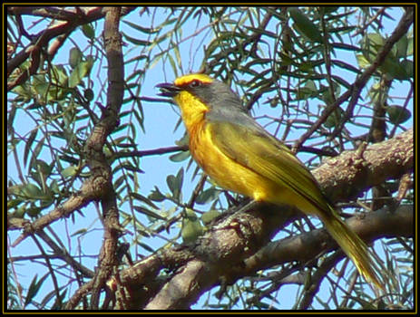 Orangebreasted Bush Shrike