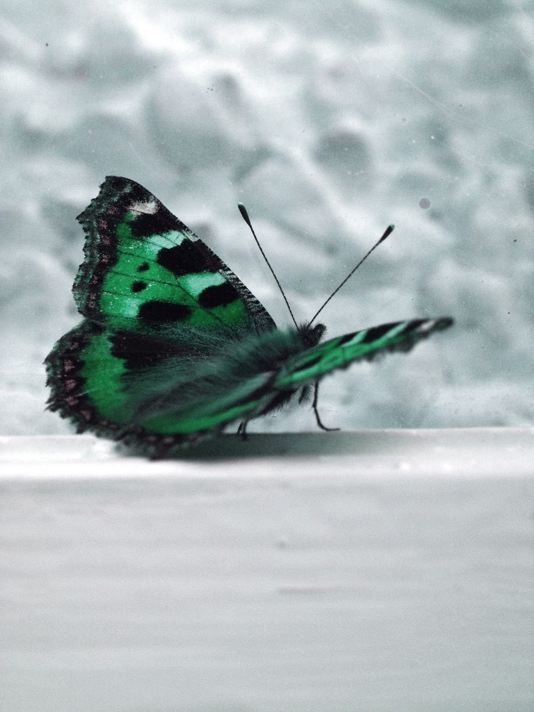 Butterfly Green