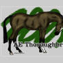 AE Thoroughbreds