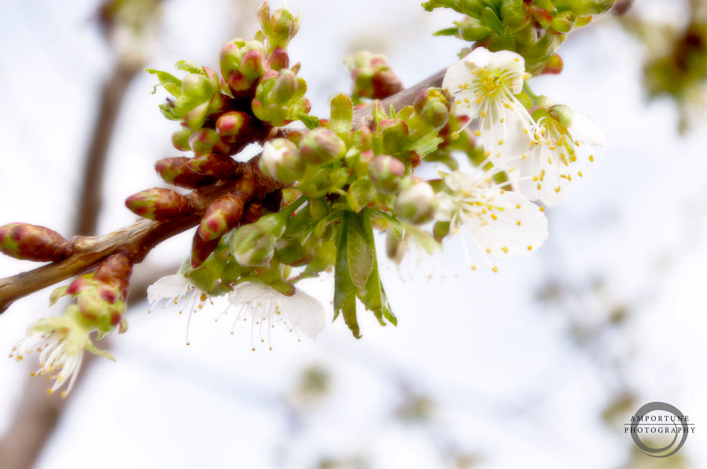 Buds of Spring