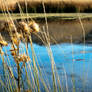 Fall In the Wetlands