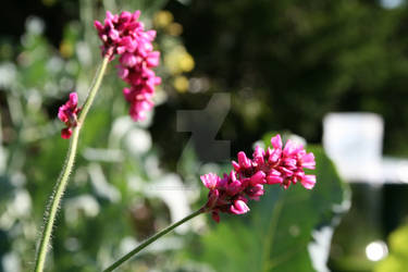 pink flowers