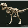 Trex Skeleton