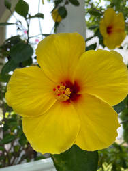 Hibiscus