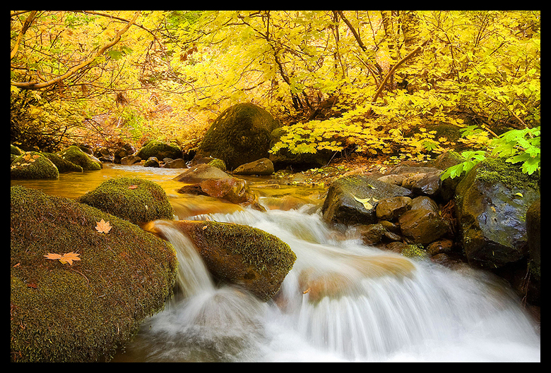 Autumn Splendor