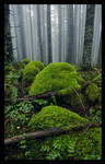 Mossy Foggy Forest by hikester