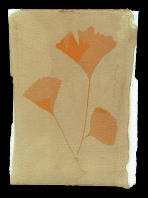Tumeric Ginko Trio by JohnTelgar Tumeric Ginko Trio by JohnTelgar