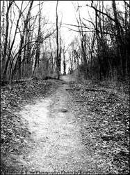 A Path in the Woods