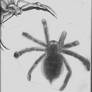 Gin the Spider