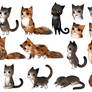 Cats