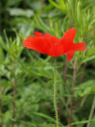 red flower green