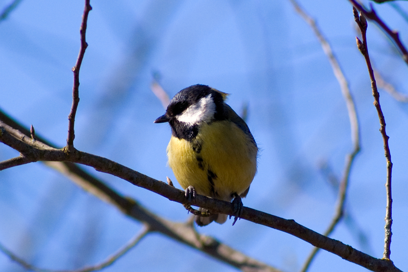 Titmouse