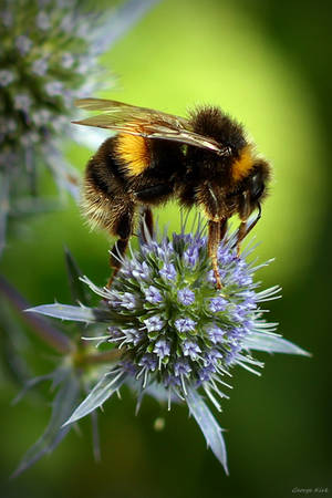 Bee by George---Kirk