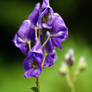 monkshood Flowers