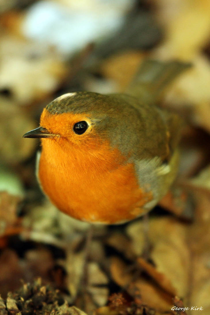 Resident Robin by George---Kirk
