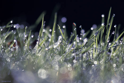 Morning Dew