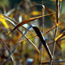 The reedbed