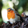 Redbreast