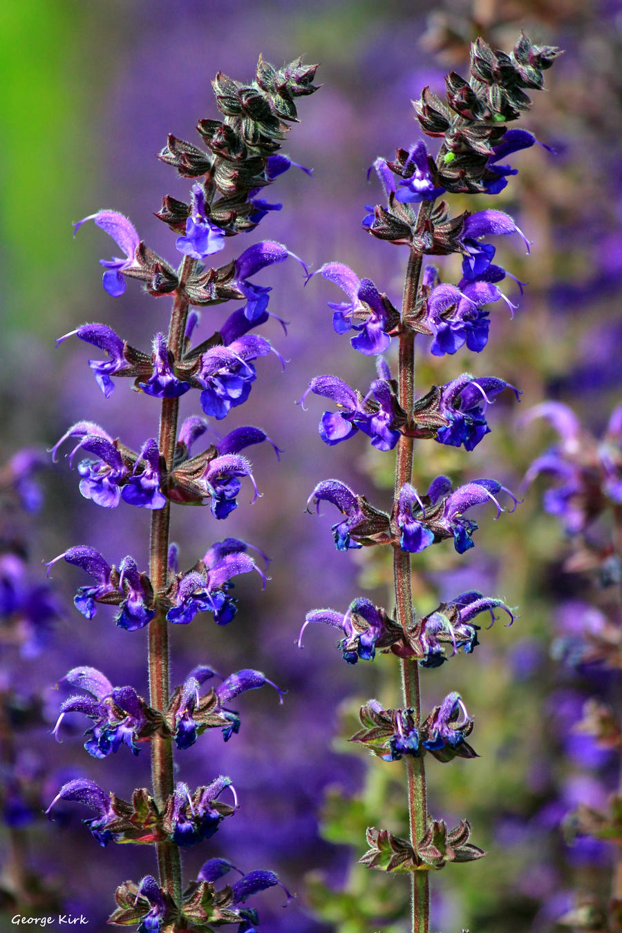 Summer Salvia