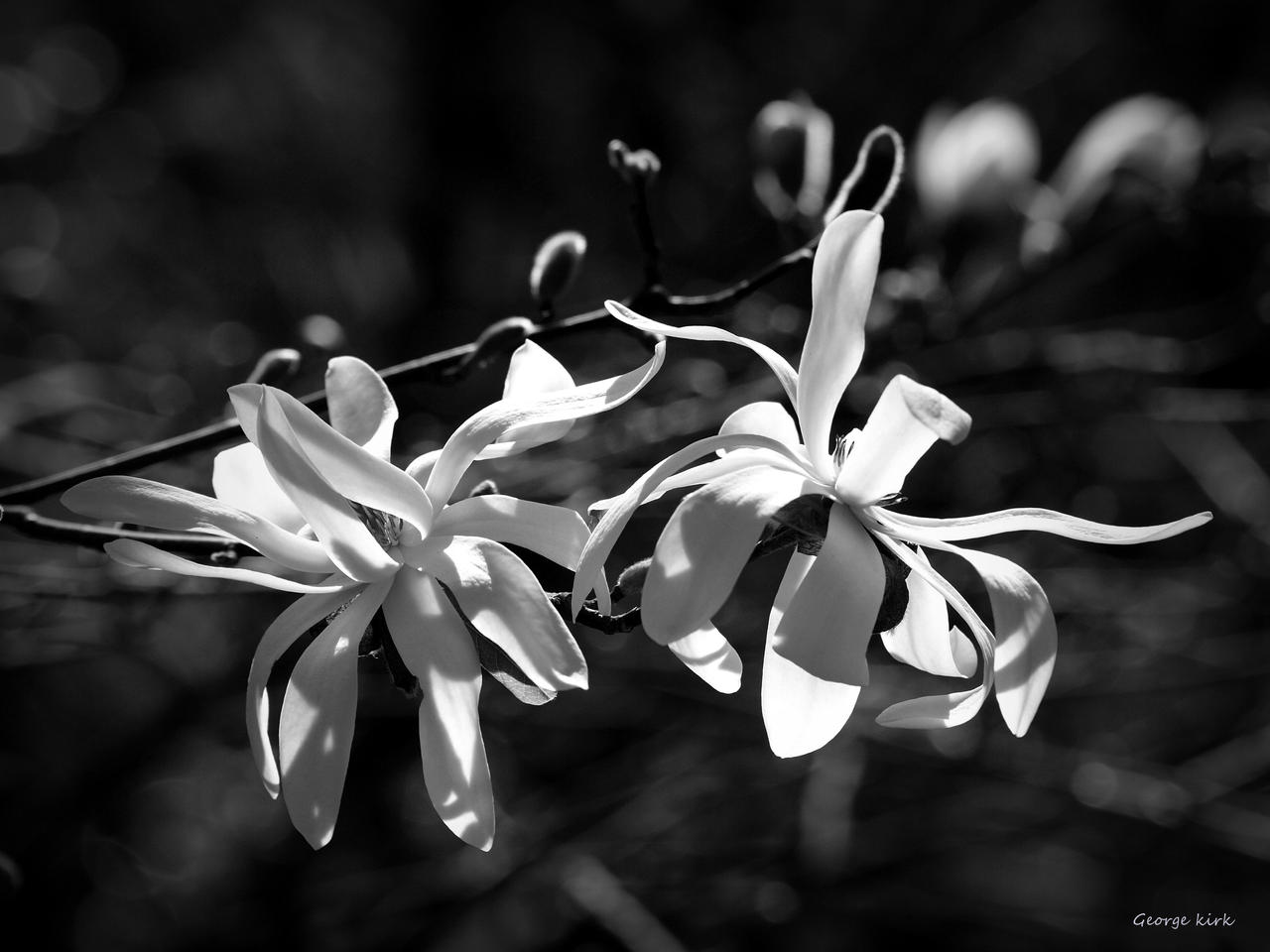 Magnolia stellata