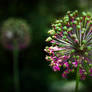 Allium