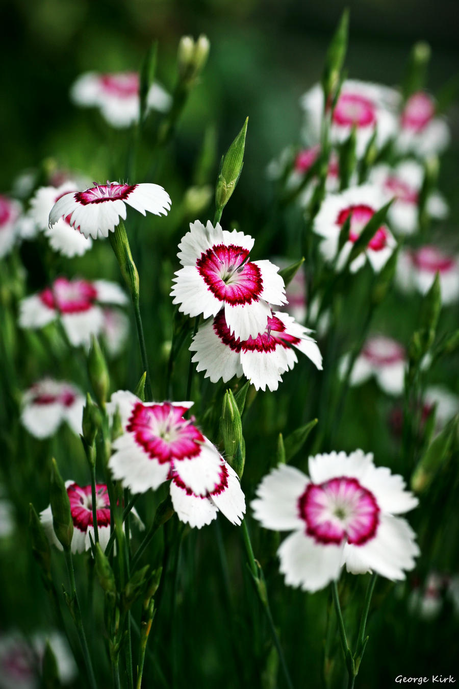 Dianthus Deltoides