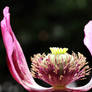 Developing seedhead