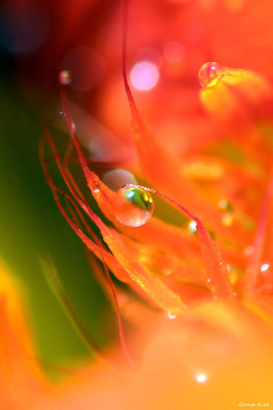 Nasturtium