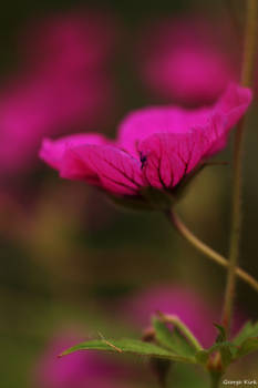 Geranium pink