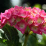 Summer Hydrangea