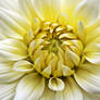 Center of the Dahlia