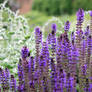 Salvia favourite of Bees