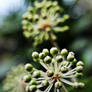 Japonica Fatsia