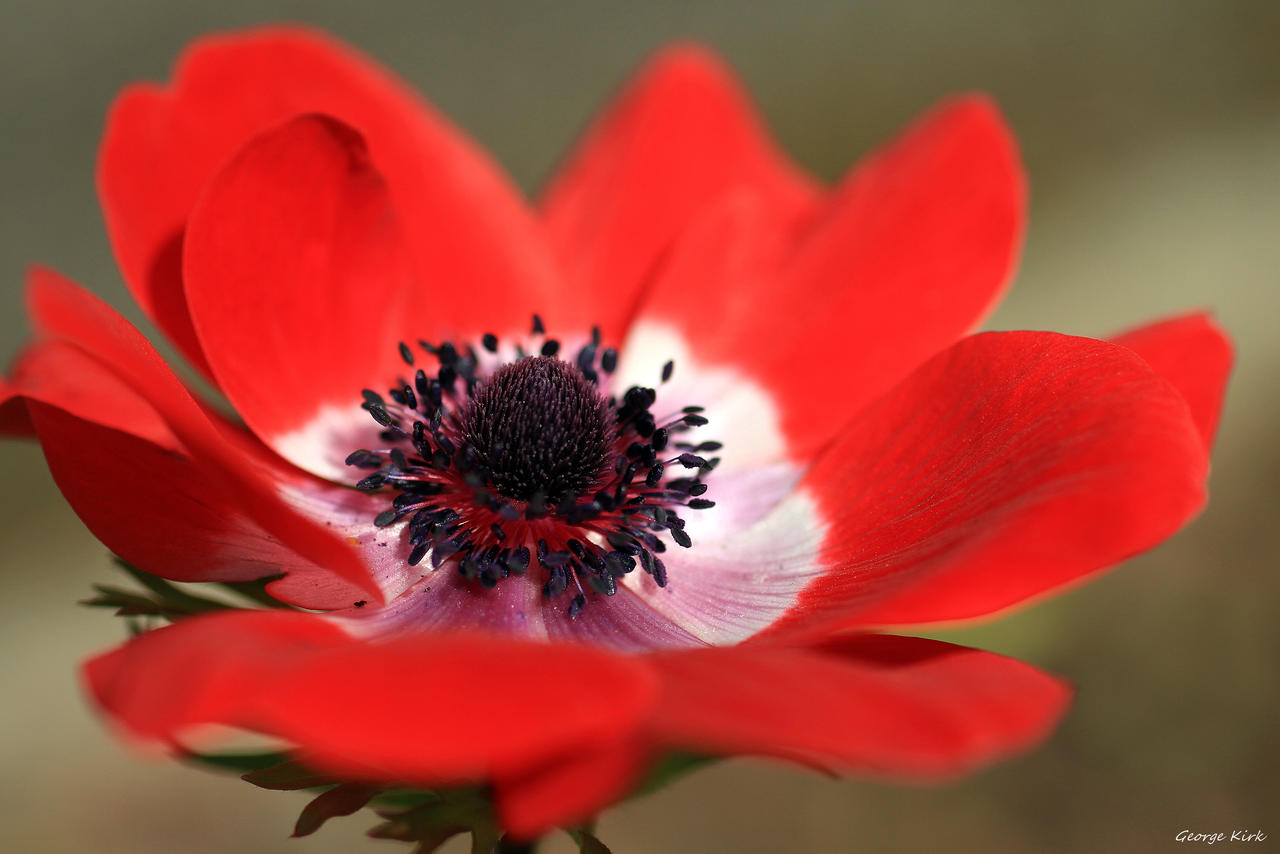 Anemone Corronaria Hollandia