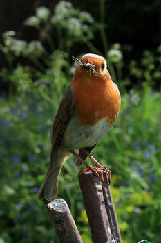 Collecting for the nest