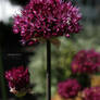 Allium Purple Sensation