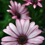 Osteospermum Flower