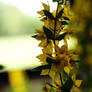 Loosestrife