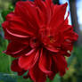 Scarlet Dahlia