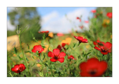 September garden