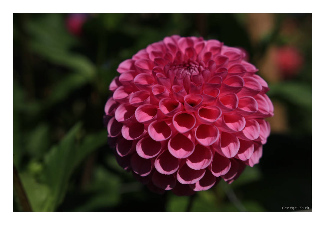 Pink Pom Pom by George---Kirk on DeviantArt
