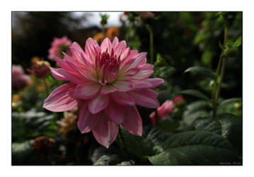 Autumn Dahlia