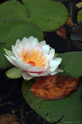 Autumn Water Lily